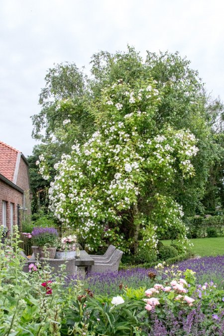 Holunderblüten-Birnen-Eis › heimgemacht - Blog