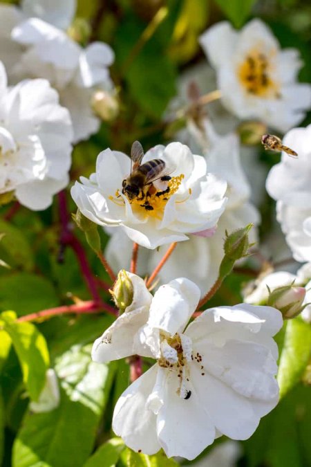 Holunderblüten-Birnen-Eis › heimgemacht - Blog