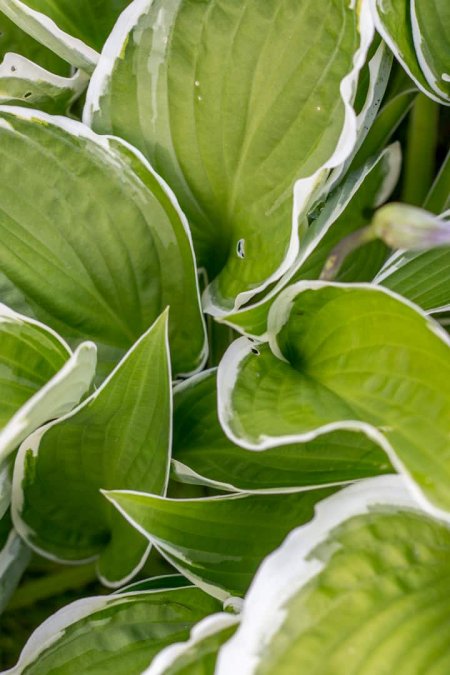 Holunderblüten-Birnen-Eis › heimgemacht - Blog