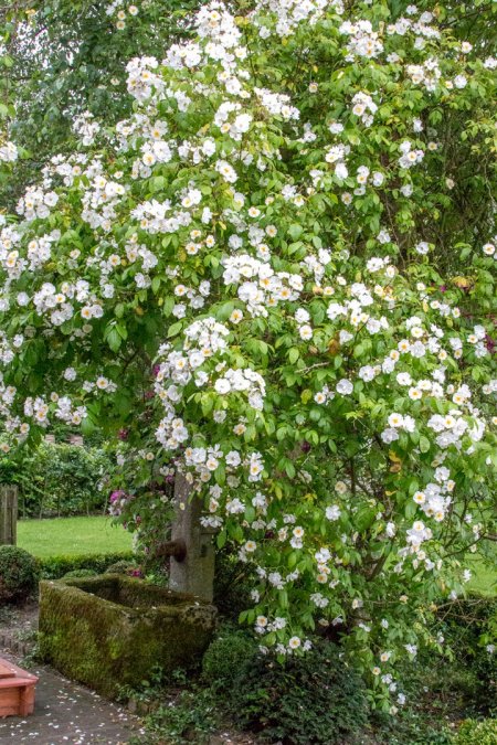 Holunderblüten-Birnen-Eis › heimgemacht - Blog
